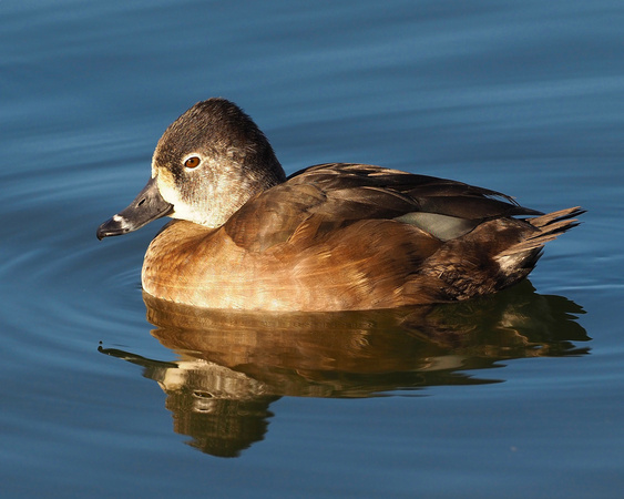195 Ring-necked Duck (female)