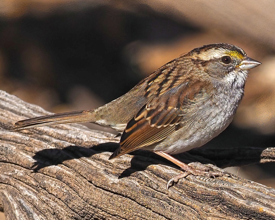 200 White-throated Sparrow