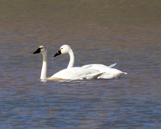 209 Tundra Swans (mature)