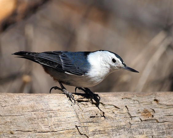 4 White-breasted Nuthatch