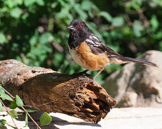 8 Spotted Towhee
