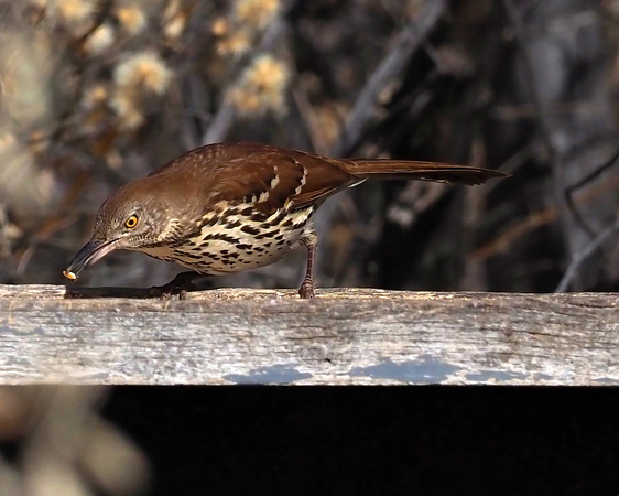 201 Brown Thrasher