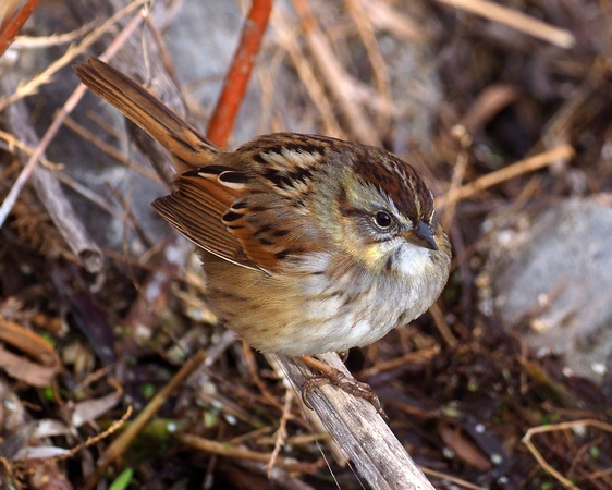 205 Swamp Sparrow