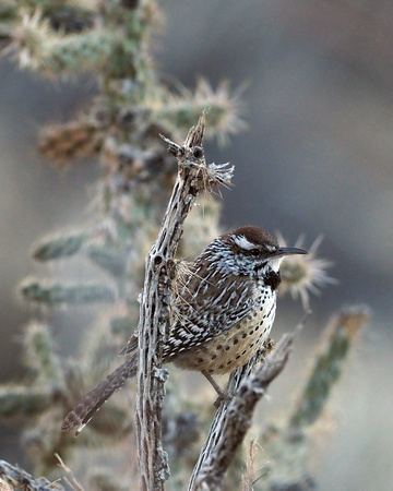 206 Cactus Wren