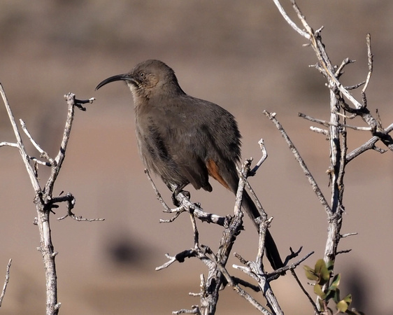 207 Crissal Thrasher